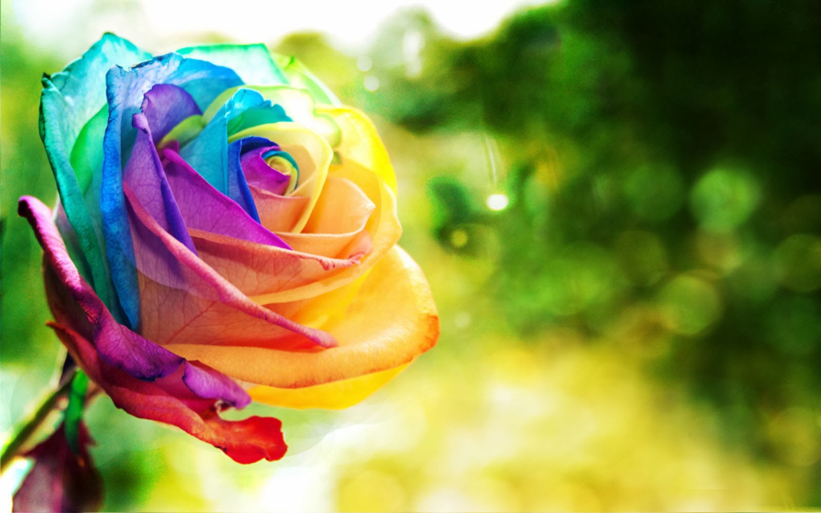 Colorful+Rose+Wallpapers+(6)