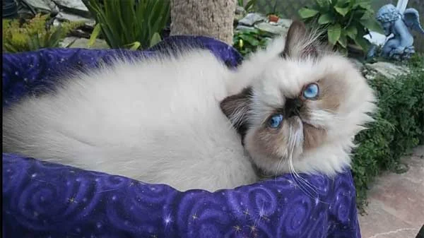 Himalayan/ Colorpoint Persian Cat Breed Information