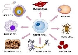 Scientists have developed smart stem cells
