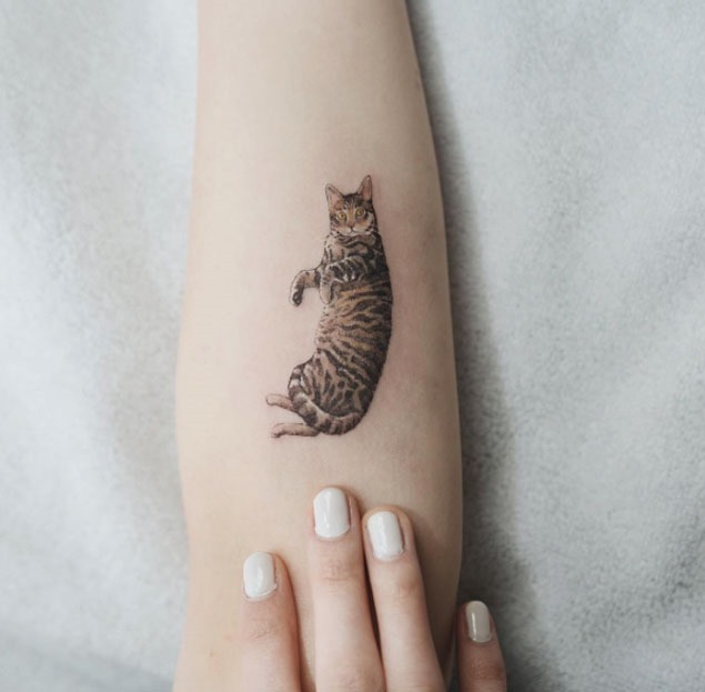 Esta comprometida gato Esta comprometida gato