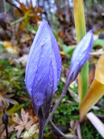 Crocus speciosus Oxonian Daniel Grankvist