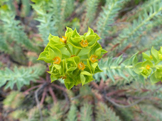 Euphorbe maritime - Euphorbe des dunes - Euphorbe des sables - Euphorbia paralias