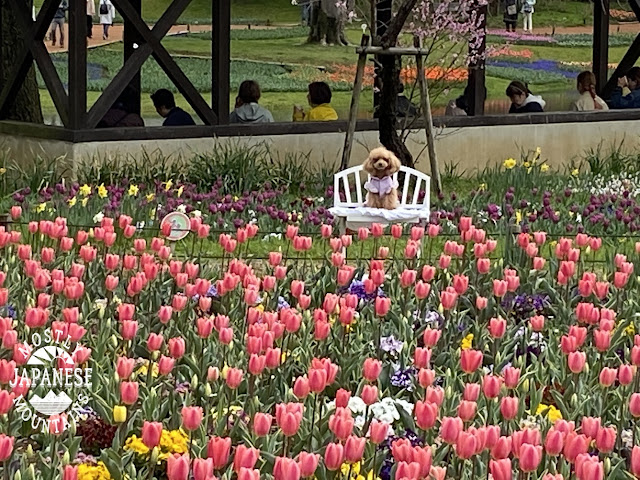 Showa Park dog in tulips