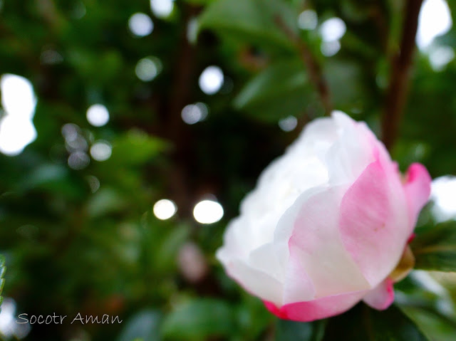 Camellia sasanqua