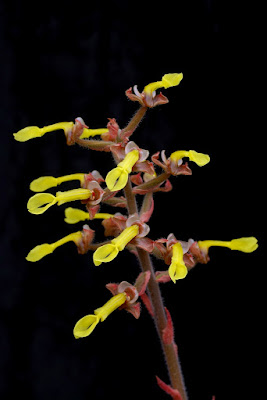 Anoectochilus chapaensis - Chapa Anoectochilus care