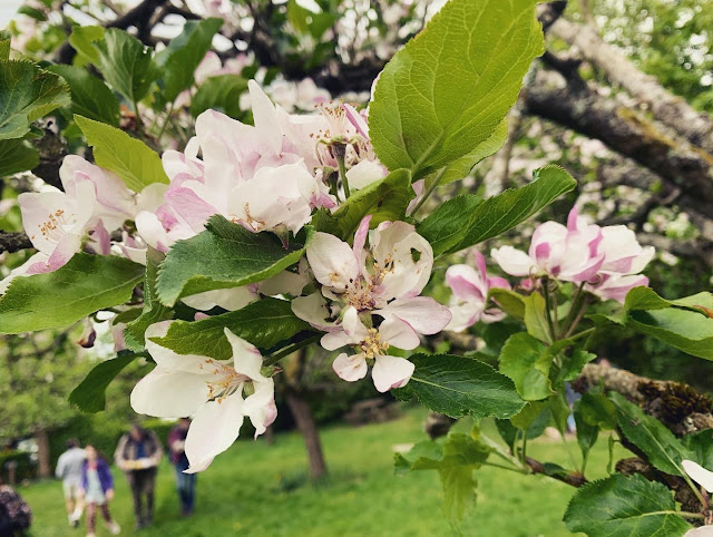 Beautiful apple blossom on a branch
