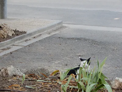 バレンシア大学(Universitat de València)の猫