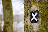 X marked on a treetrunk