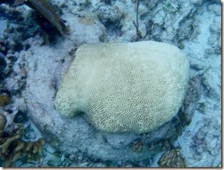 Pennecamp Snorkel 072