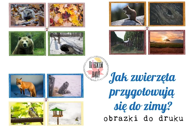 jak zwierzęta przygotowują się do zimy