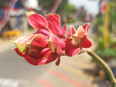 Euphorbia coalcomanensis, Tanaman Dari Nama Tabib