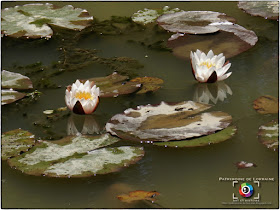 GELAUCOURT (54) - Jardin d'eau de l'Aubepré