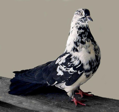 Polish Orlik Ukrainian Skycutter Pigeon