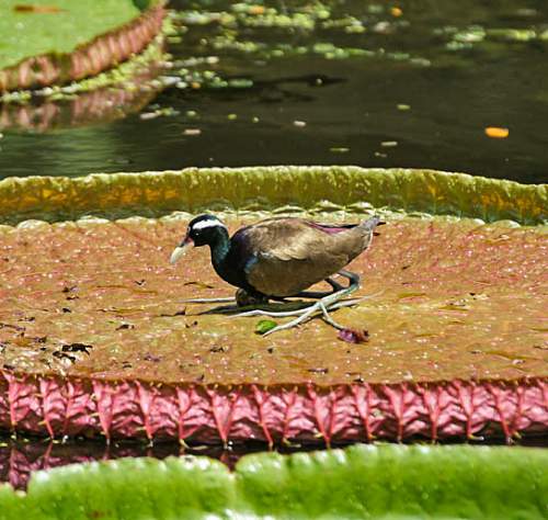 Bronze-winged jacana - Metopidius indicus