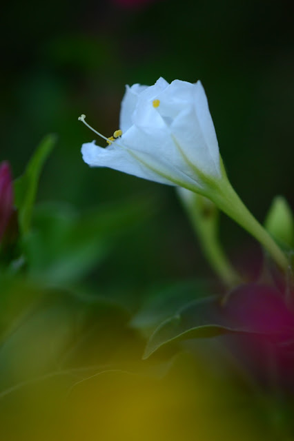 mirabilis jalapa, four o'clocks, marvel of peru, desert garden, small sunny garden, amy myers, photography