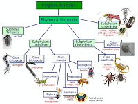 Pengertian, Ciri-Ciri Arthropoda Lengkap Klasifikasi, Sistem Organ, Peranan