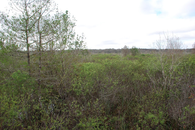 Audubon Corkscrew Swamp Sanctuary