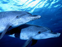 dolphins