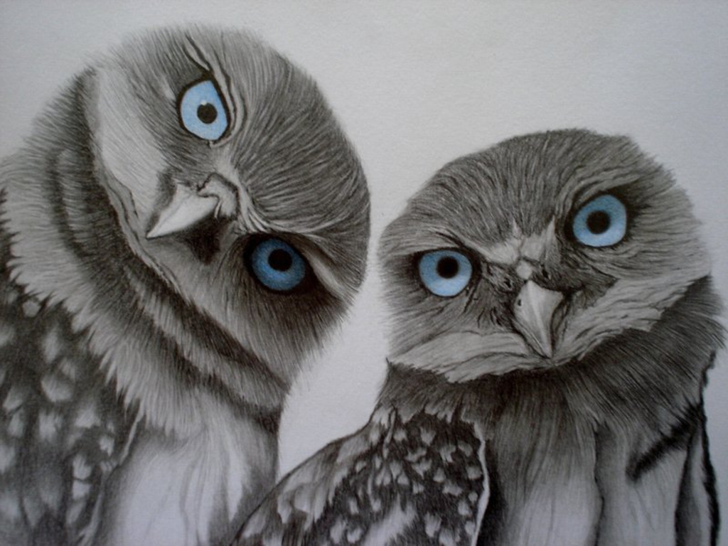 MaDDI: Trend Report: Owls
