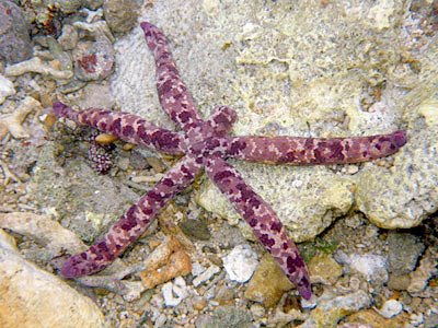 Starfish