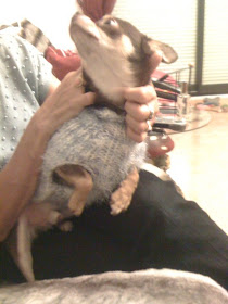chihuahua mascotte du blog de Oli Dolly