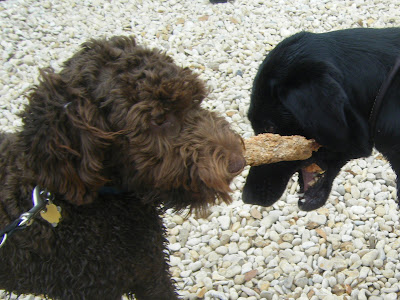 Yet another game of stick tug-o-war, but this time the big stick has broken off in the black lab's mouth and Alfie's somehow ended up with the lion's share.