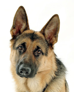 German shepherd name origin