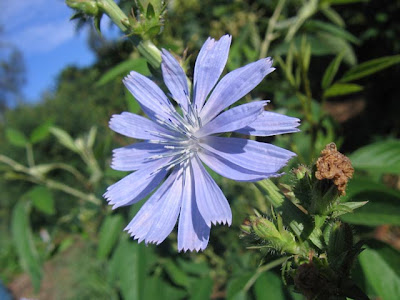 fotos de flores - flor azul