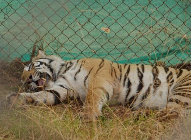 Sundari tigress Satkosia