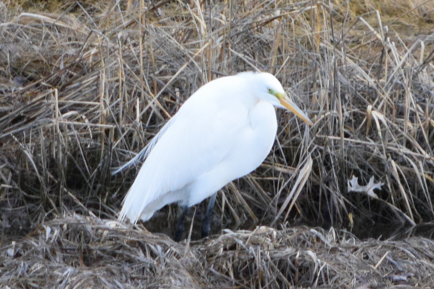 Natural Weekends - Great Egrets - The Soundings