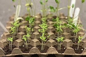 Rows of seedlings grown in an egg tray.