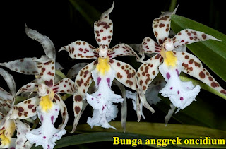 "menanam bunga anggrek di pot","bunga anggrek oncidium","anggrek oncidium"