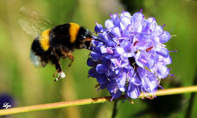 Bombus sp.