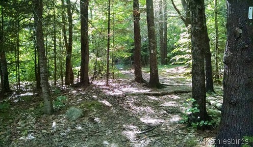 11. Bradbury Mt. 6-14-15 Dappled light on forest floor