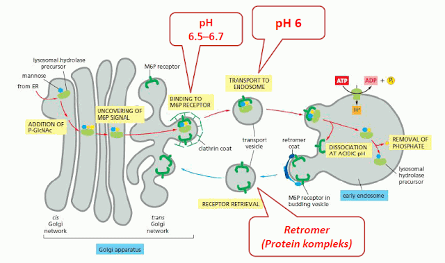 Pembentukan Vesikula Lisosom pada Permukaan Trans Golgi.