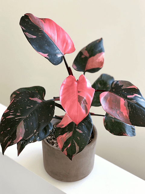 Filodendro-roxo-Philodendron-erubescens