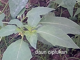 gambar daun ciplukan