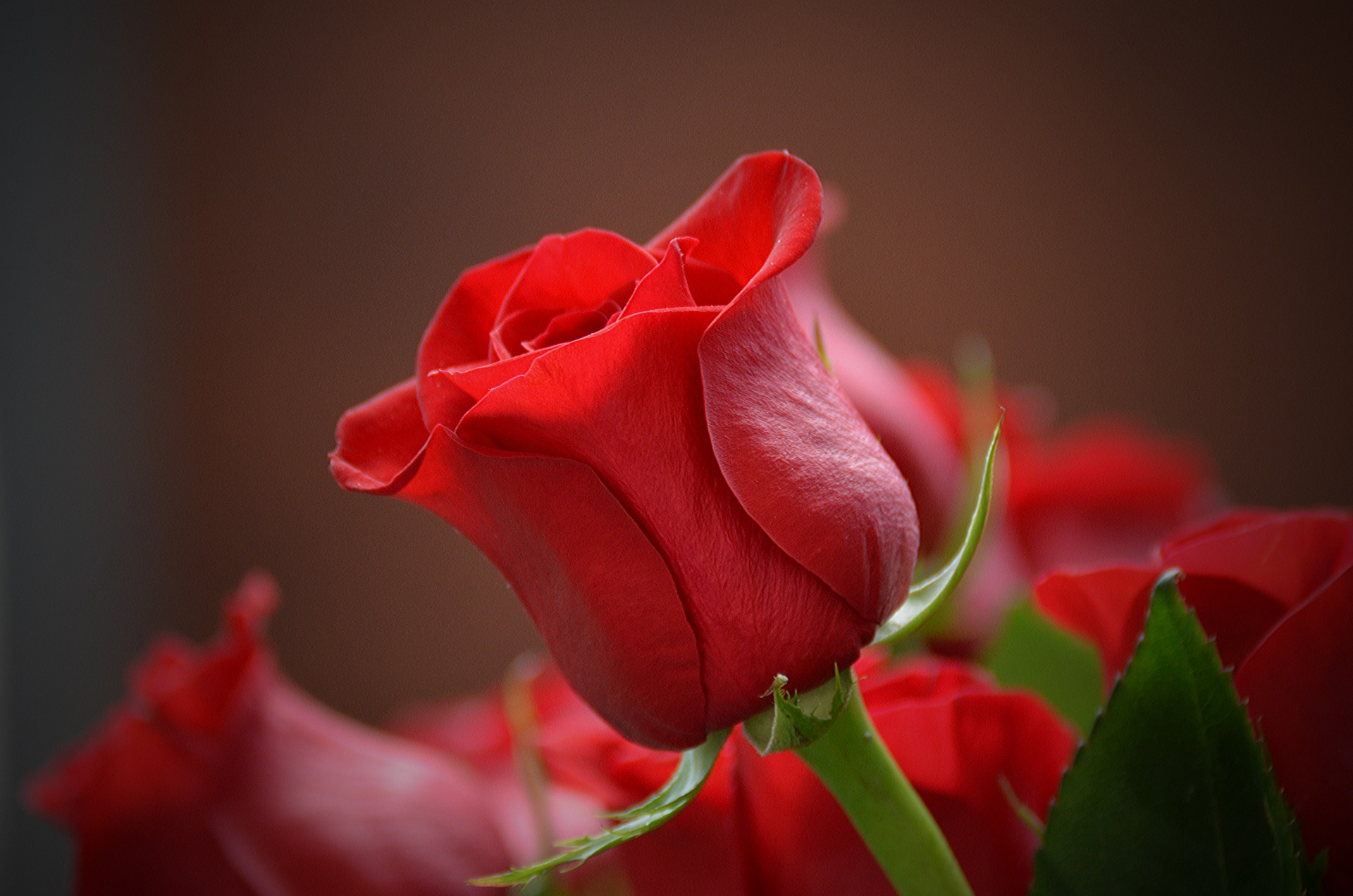 Happy Rose day wishes, messages for your Love