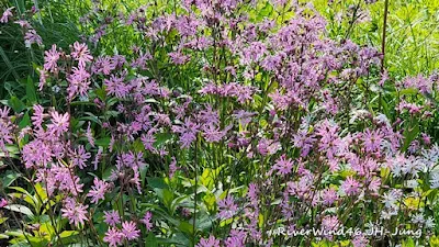 초여름 야생화 실레네 플로스-쿠쿨리(Silene flos-cuculi),가는동자꽃(Ragged robin)