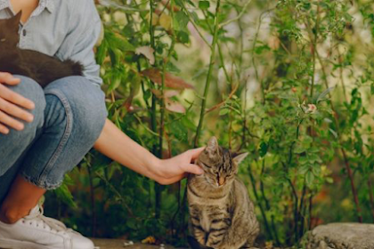 Tips Perawatan Kucing Kampung agar Cepat Gemuk dan Sehat 