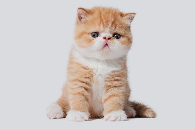 Estimasi Biaya Operasi Kucing di Klinik Hewan: Panduan untuk Pemilik Hewan Peliharaan