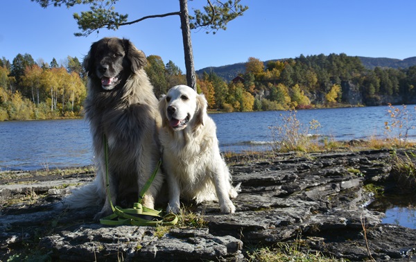 lemostangen borgenvika leonberger golden retriever