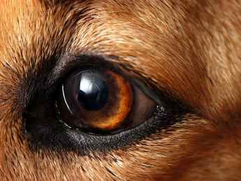 Dog Eye Cataracts2