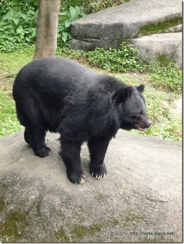 木柵動物園-5