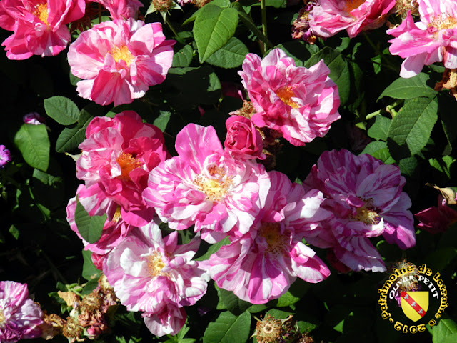 VILLERS-LES-NANCY (54) - La roseraie du Jardin botanique du Montet - Rosa gallica versicolor