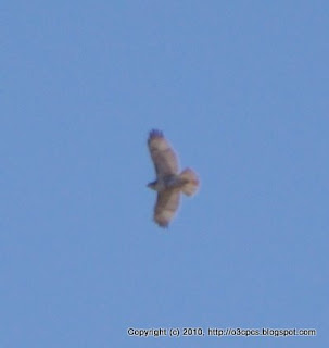 Red-tailed Hawk