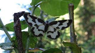 Lomaspilis marginata IMG20894