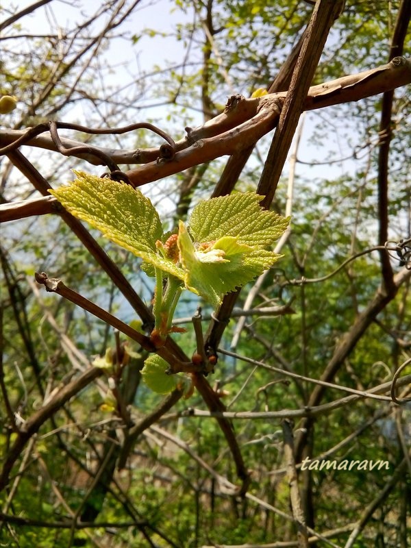 Виноград амурский (Vitis amurensis)