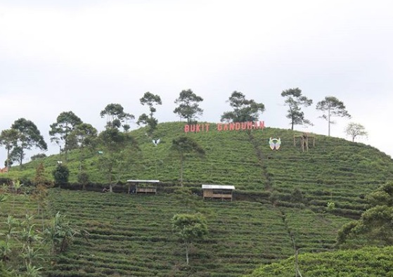 Bukit Ganduman Spot Selfie Terbaru Wisata Kebun Teh Kemuning