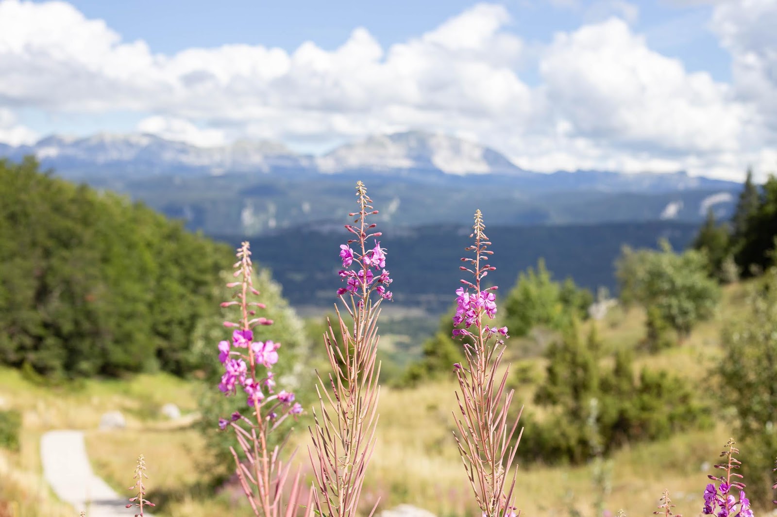 https://www.notebook.ldmailys.com/2019/09/resistance-parc-du-vercors.html